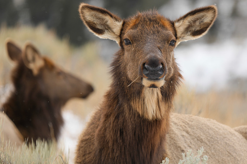 Closeup portrait of a bedded cow elk alert and looking directly at the camera.