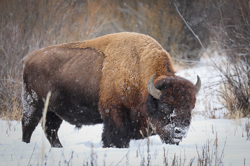 Close up photograph of a Bison Bull feeding in willows as it lightly snows.