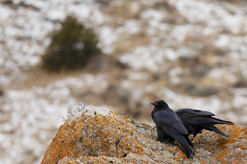 Photo of two Ravens on a lichen covered rock in the winter.