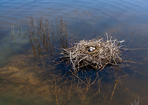 Nest from plant branches with eggs in the shallow water of the Tiligul estuary, Ukraine