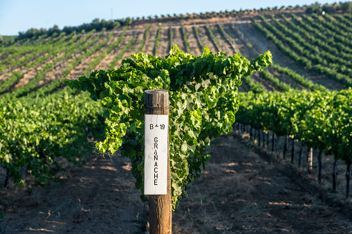 Evening light shining on vines at a Sussex vineyard, with a shallow depth of field