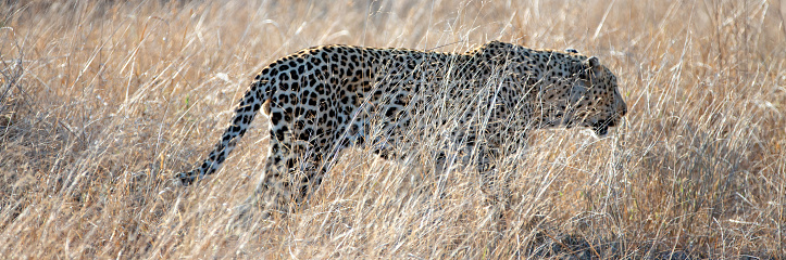 Large male Leopard on morning walk in Krueger National Park in South Africa RSA