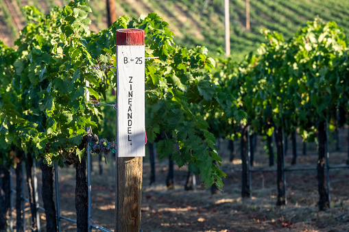Sign on post in vineyard, Zinfandel