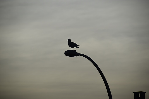 Seagull silhouette with one leg on street light against winter sky
