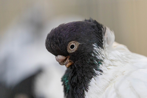 Pigeon bird portrait in vages during show, unique species