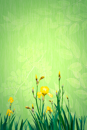 Yellow Iris Flower Background with copy space - summertime, springtime