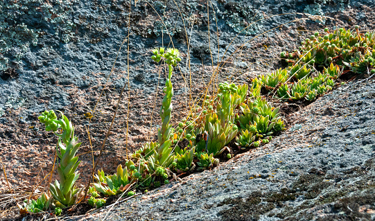 Houseleeks plants (Sempervivum ruthenicum), forever alive, Succulent plant growing among moss and lichen on granite rocks along the shores of the Southern Bug, Ukraine