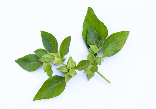 Ashwagandha or Withania somnifera fruits and leaves on white background close-up view