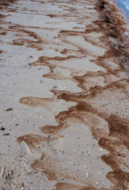istock Water bloom, algae thrown onto the sandy shore during the period of mass development of algae in Tiligul estuary 1935478838