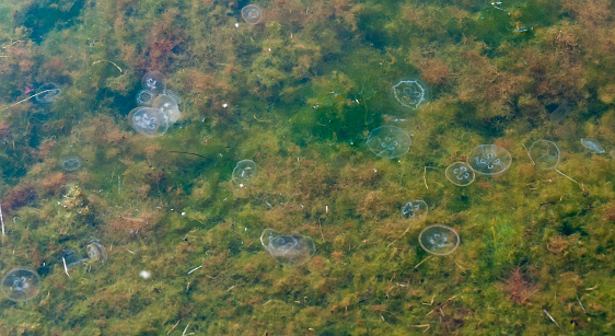 jellyfish (Aurelia aurita), jellyfish in the shallow water of the estuary against the background of green algae