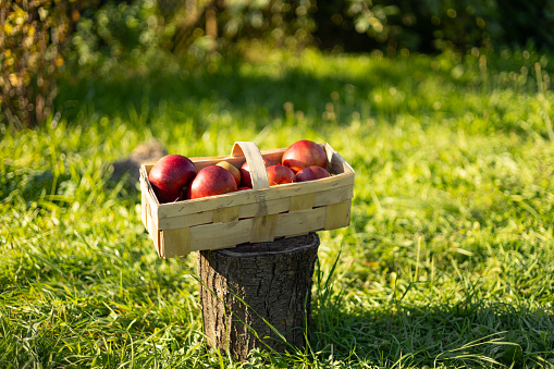 Red Apples in basket on green grass. Apple harvest and picking apples on farm in autumn. Nature Background. Healthy organic food concept