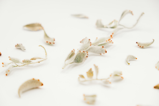 Dried flowers scattered on white background, soft colors boho background, Scandinavian vibes