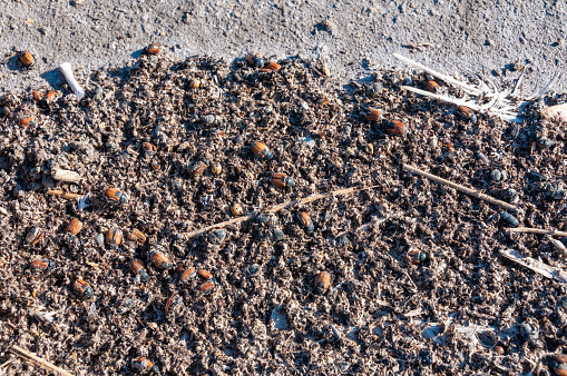 Salted dead insects washed up by waves on the shore of the dried-up hyperhaline Kuyalnik estuary, Odessa region
