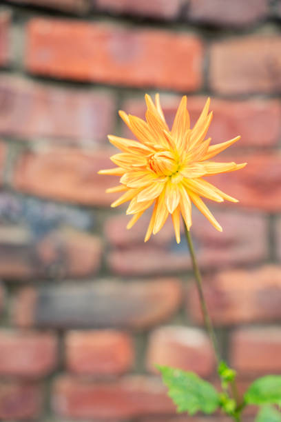 istock Yellow Flower in Front of Brick Wall 1935490523