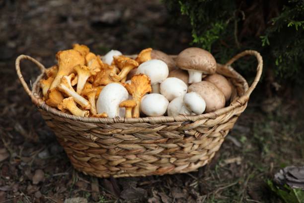 istock Wicker basket with different fresh mushrooms in forest 1935497450