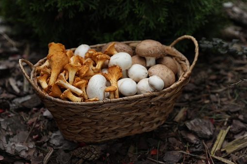 Wicker basket with different fresh mushrooms in forest