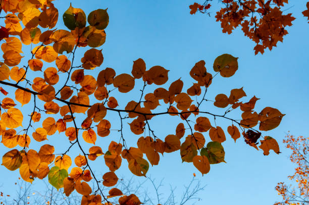 istock Autumn, yellow maple leaves on a tree, leaf fall in Sophia park, Uman, Ukraine 1935499070