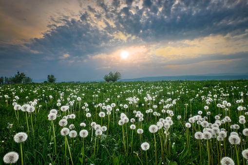 Beautiful landscape of a field with dandelions against the backdrop of a cloudy sky and a stunning sunset