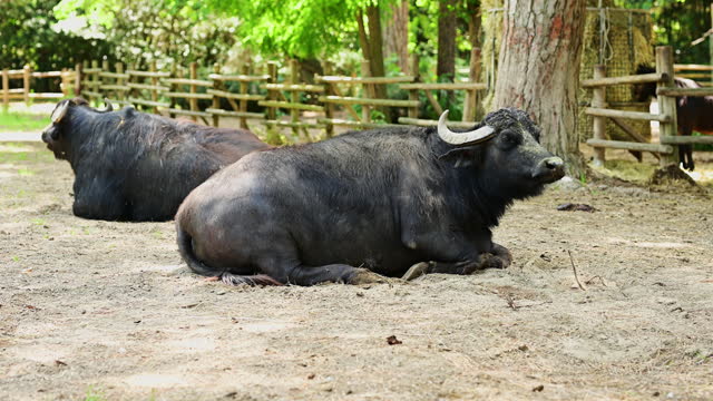 Bulls resting on a ground.