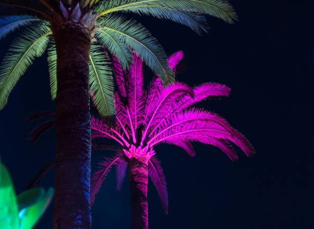 Palms lit in pink and green at night.