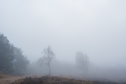 Heavy fog in a forest clearing.