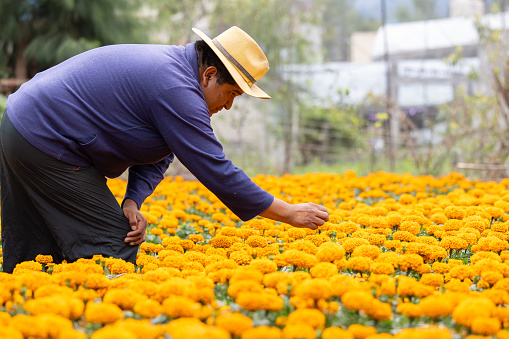 Mexican farmer looking and touching his cempasúchil flower harvest in Xochimilco Mexico City
