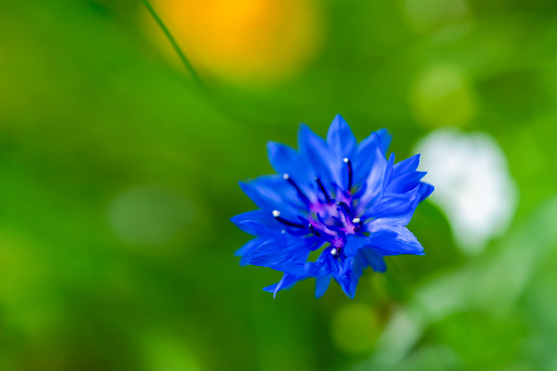 A Cornflower or Bachelor's Button flower against a blurry green grass background with a bit of yellow.