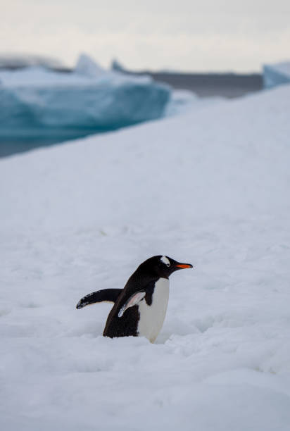 istock Gentoo Heading uphill to Rookery 1935535673
