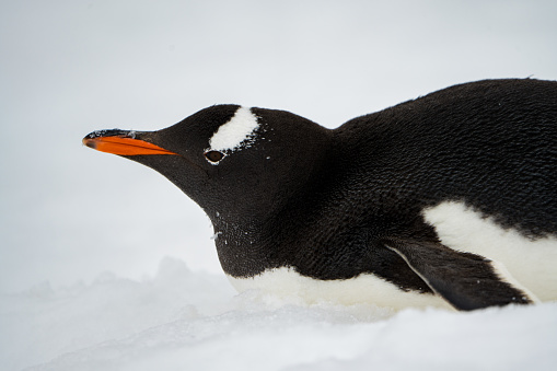 Gentoo penguin lies down on the snow