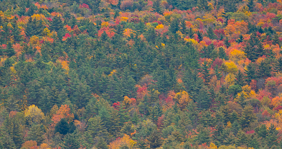 Autumnal leaf colour in Vermont, USA.