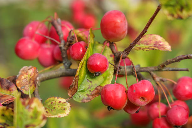 Malus 'Evereste' is a striking crab apple tree that fruits profusely.