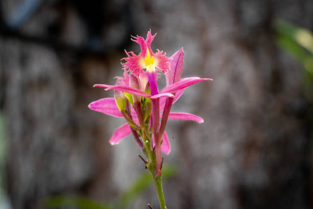 istock Organically grown orchids in a home garden 1935547685