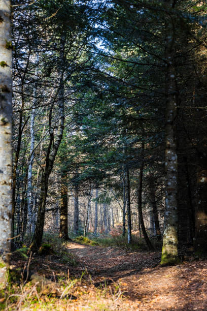 Forest path around Pic de Lizieux in Velay