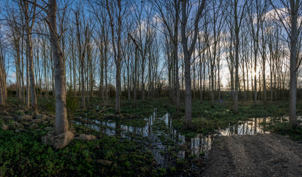 alencon, france - 12 13 2023: view of the sarthe river during floods - tree branch tree trunk leaf - fotografias e filmes do acervo