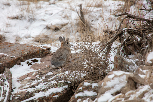 Photograph of a rabbit on a rock in the winter.