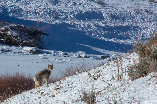 Photograph of a coyote in the Lamar Valley during winter.