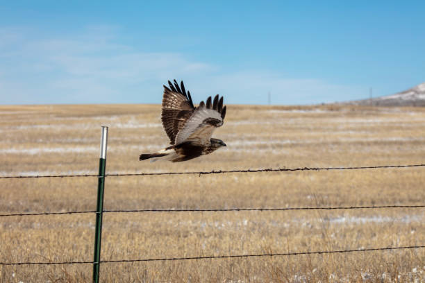 rough-legged hawk in flight - rough legged hawk bird of prey hawk animals in the wild imagens e fotografias de stock