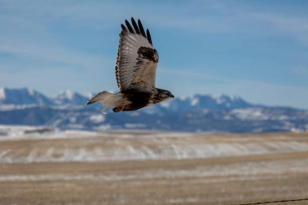 rough legged hawk in flight - rough legged hawk bird of prey hawk animals in the wild imagens e fotografias de stock