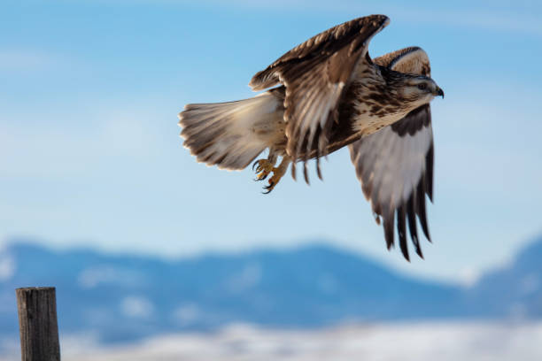 rough legged hawk takes flight - rough legged hawk bird of prey hawk animals in the wild imagens e fotografias de stock