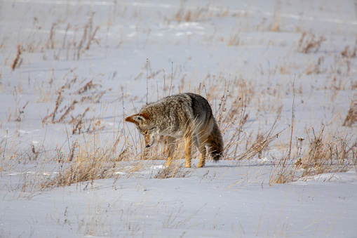 Photograph of a coyote hunting in the winter for his dinner.
