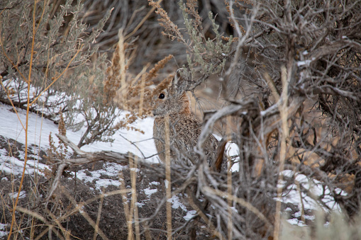 Photo of a jackrabbit hiding in the sage brush.