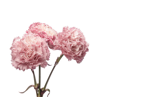 Pink beautiful carnation flower isolated on a white background.
