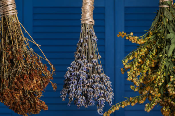 青い背景にぶら下がっているさまざまなドライハーブの束 - lavender dried plant lavender coloured bunch ストックフォトと画像