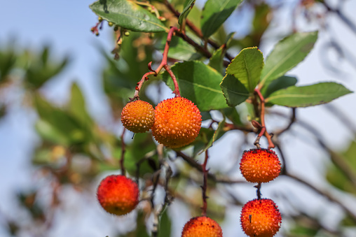 Arbutus unedo, commonly known as strawberry tree, or chorleywood in the United Kingdom, is an evergreen shrub or small tree in the family Ericaceae.