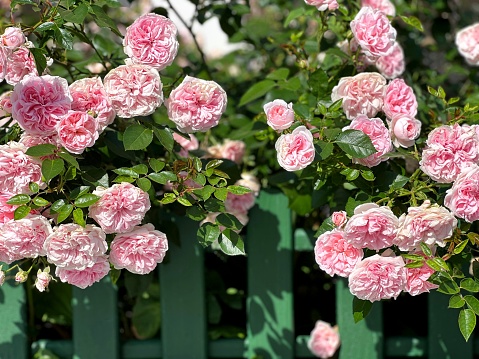Rose beautiful flowers climbing bush on the green garden fence.