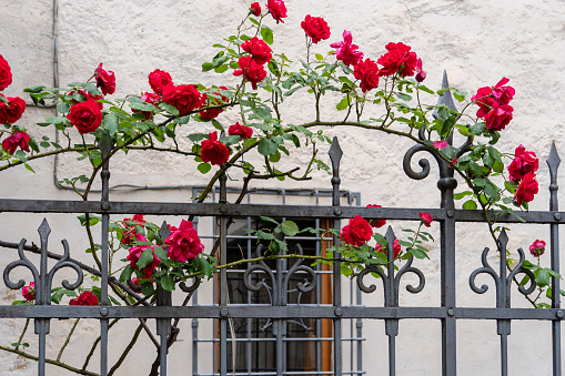 Bolzano, Alto Adige, Italy, May 2023: Close-up of wrought-iron grate with climbing Rose Flowers