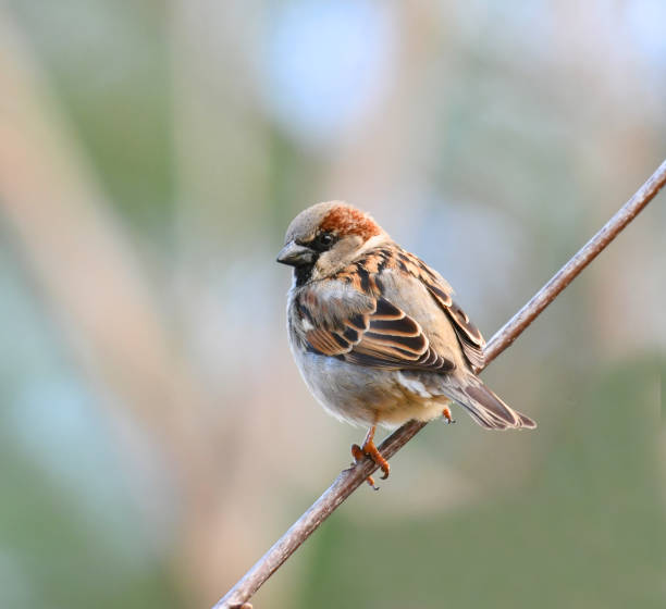 istock sparrow standing on branch in early spring 1935596069