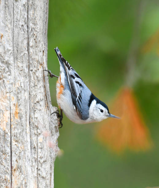 istock white breasted nuthatch on the old wood in spring 1935596071