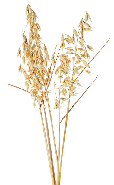 istock Bunch of dried oat spikelets isolated on a white background 1935597630