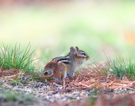 Cute chipmunk on the meadow